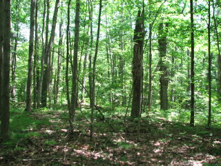 Thumbnail Photo #7 of Parcel 75E, in Rose Lake Township, Osceola County, near Leroy and Tustin, Michigan