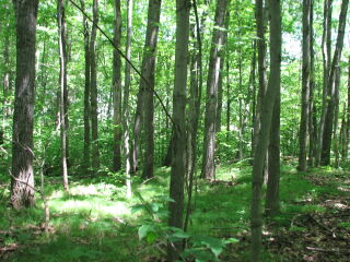 Thumbnail Photo #8 of Parcel 75E, in Rose Lake Township, Osceola County, near Leroy and Tustin, Michigan