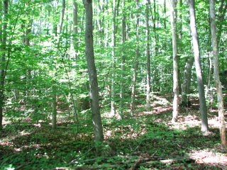 Thumbnail Photo #10 of Parcel 7NW, in Rose Lake Township, Osceola County, near Leroy and Tustin, Michigan