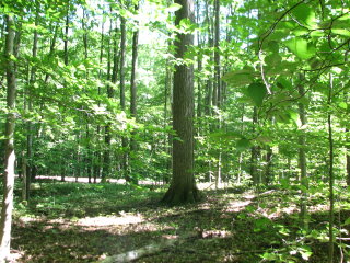 Thumbnail Photo #3 of Parcel 7NW, in Rose Lake Township, Osceola County, near Leroy and Tustin, Michigan