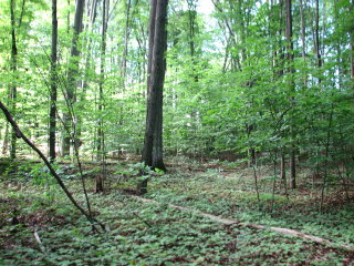 Thumbnail Photo #4 of Parcel 7NW, in Rose Lake Township, Osceola County, near Leroy and Tustin, Michigan