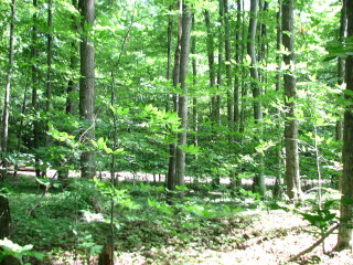 Thumbnail Photo #5 of Parcel 7NW, in Rose Lake Township, Osceola County, near Leroy and Tustin, Michigan