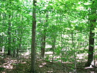 Thumbnail Photo #6 of Parcel 7NW, in Rose Lake Township, Osceola County, near Leroy and Tustin, Michigan