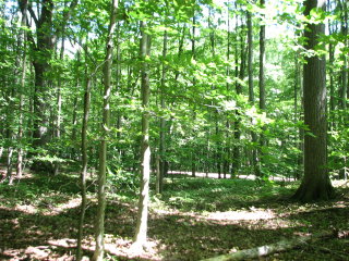 Thumbnail Photo #7 of Parcel 7NW, in Rose Lake Township, Osceola County, near Leroy and Tustin, Michigan