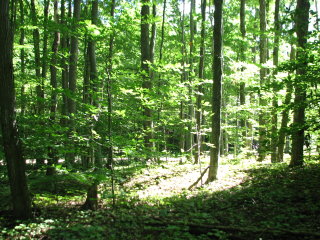 Thumbnail Photo #8 of Parcel 7NW, in Rose Lake Township, Osceola County, near Leroy and Tustin, Michigan