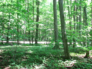 Thumbnail Photo #9 of Parcel 7NW, in Rose Lake Township, Osceola County, near Leroy and Tustin, Michigan