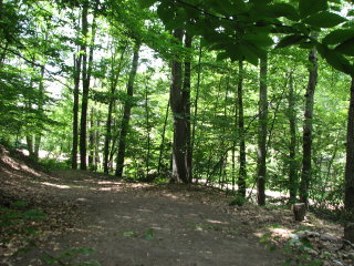 Thumbnail Photo #6 of Parcel 91, in Rose Lake Township, Osceola County, near Leroy and Tustin, Michigan