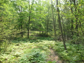 Thumbnail Photo #4 of Parcel C1, in Surrey Township, Clare County, near Farwell, Michigan