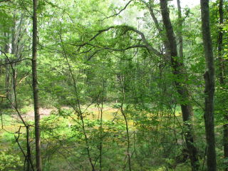 Thumbnail Photo #7 of Parcel C1, in Surrey Township, Clare County, near Farwell, Michigan