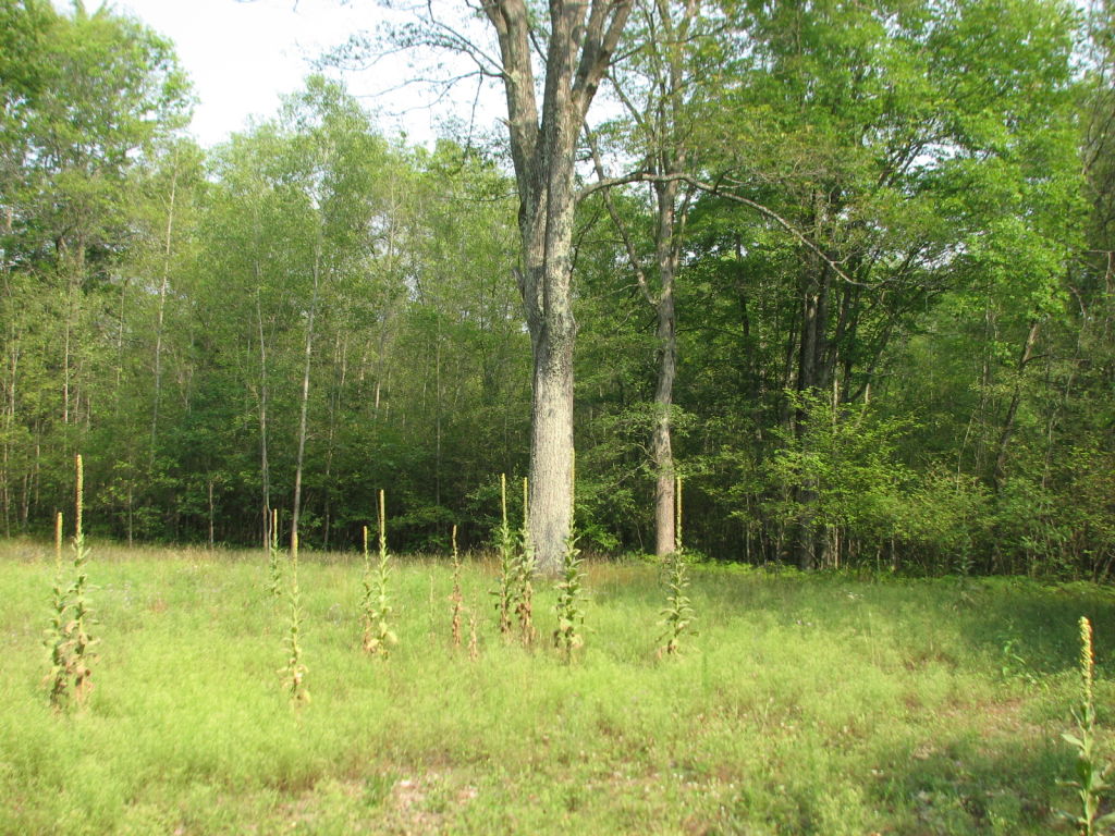 Photo # of Parcel C1, in Surrey Township, Clare County, near Farwell, Michigan