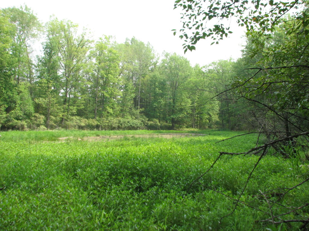 Photo # of Parcel C1, in Surrey Township, Clare County, near Farwell, Michigan