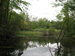 Thumbnail Photo #2 of Parcel C2, in Surrey Township, Clare County, near Farwell, Michigan, 48622