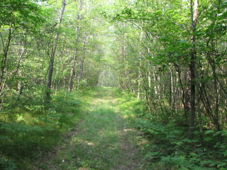 Thumbnail Photo #3 of Parcel C2, in Surrey Township, Clare County, near Farwell, Michigan