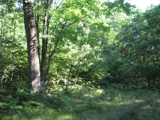 Thumbnail Photo #8 of Parcel C2, in Surrey Township, Clare County, near Farwell, Michigan