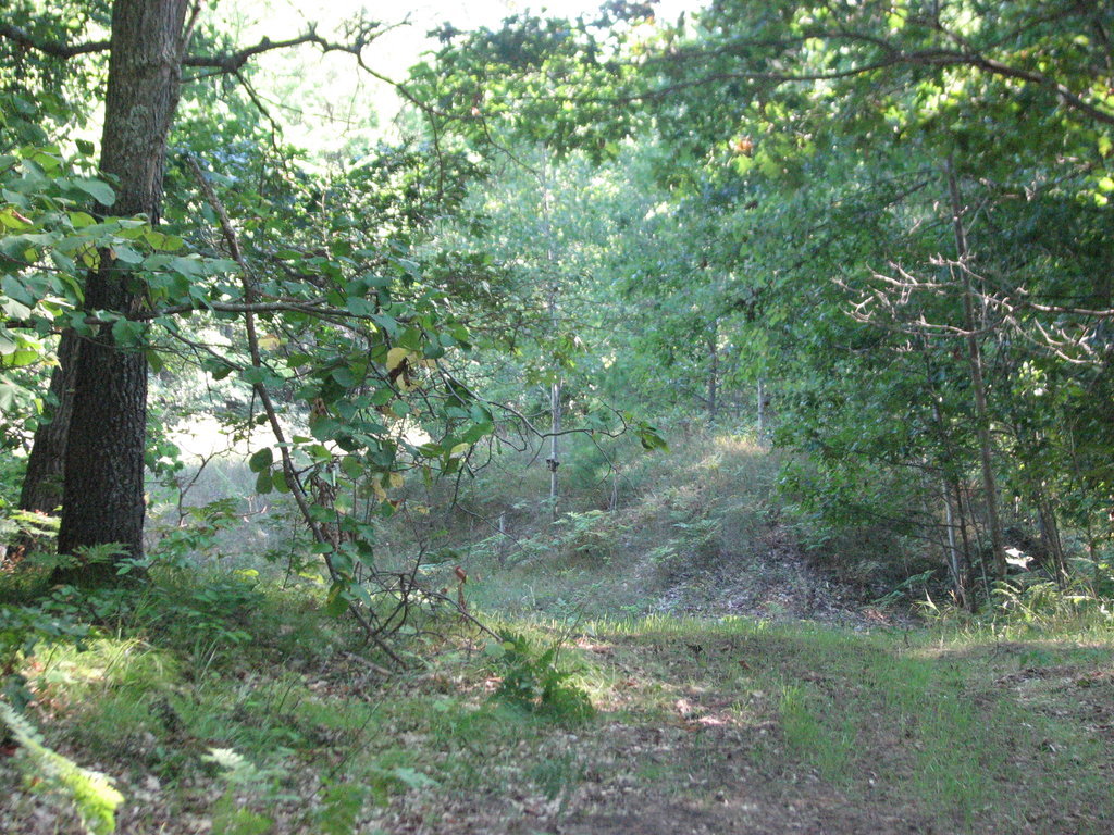 Photo # of Parcel C2, in Surrey Township, Clare County, near Farwell, Michigan