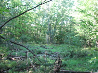 Thumbnail Photo #8 of Parcel C4, in Surrey Township, Clare County, near Farwell, Michigan