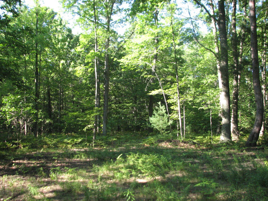 Photo # of Parcel C4, in Surrey Township, Clare County, near Farwell, Michigan