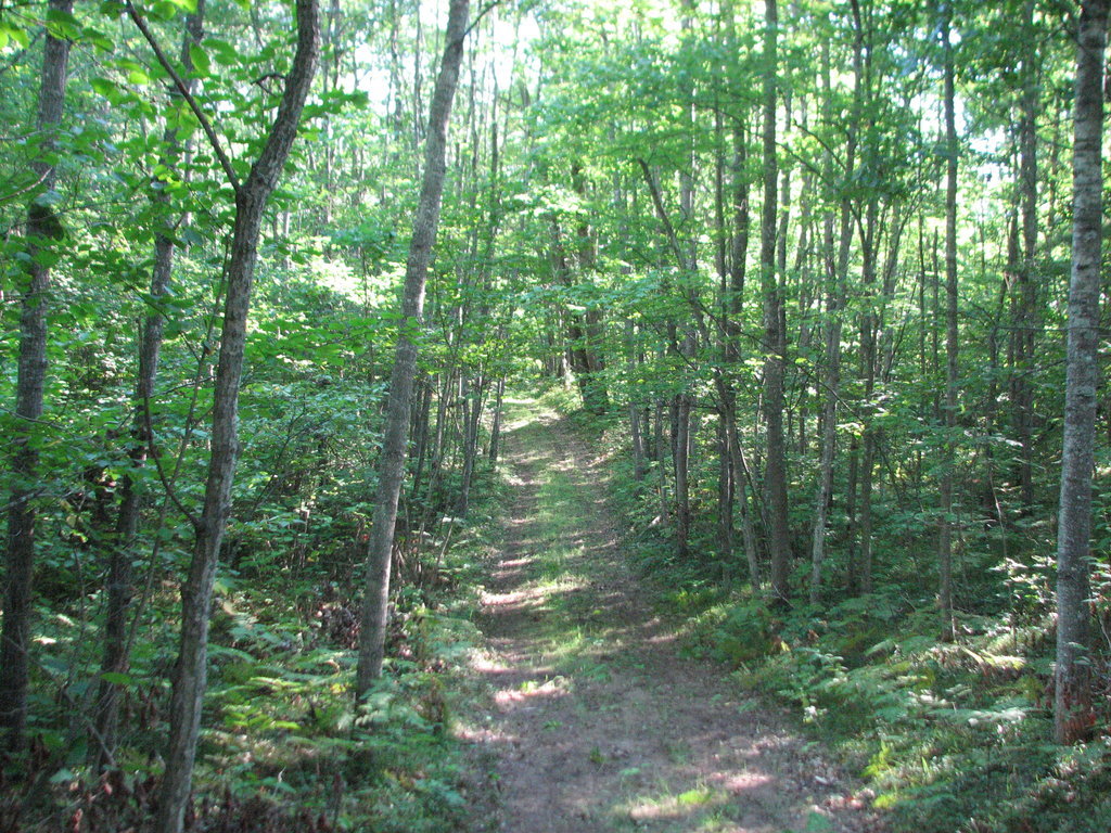 Photo # of Parcel C4, in Surrey Township, Clare County, near Farwell, Michigan