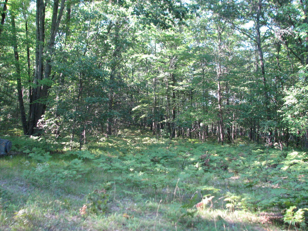 Photo # of Parcel C4, in Surrey Township, Clare County, near Farwell, Michigan