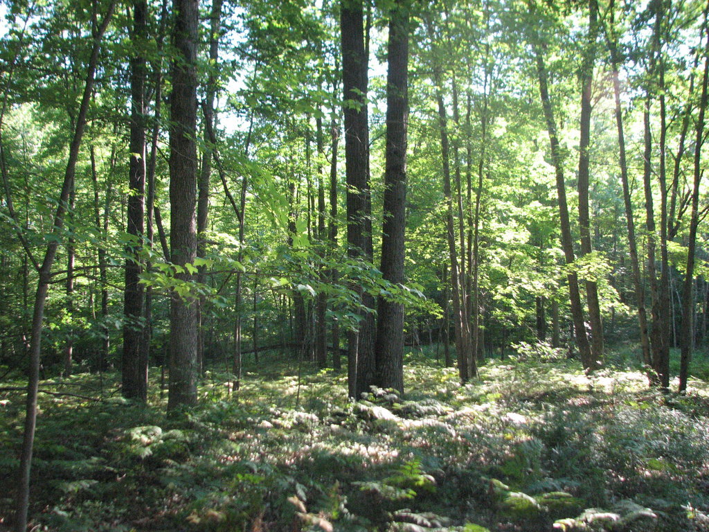 Photo # of Parcel C4, in Surrey Township, Clare County, near Farwell, Michigan