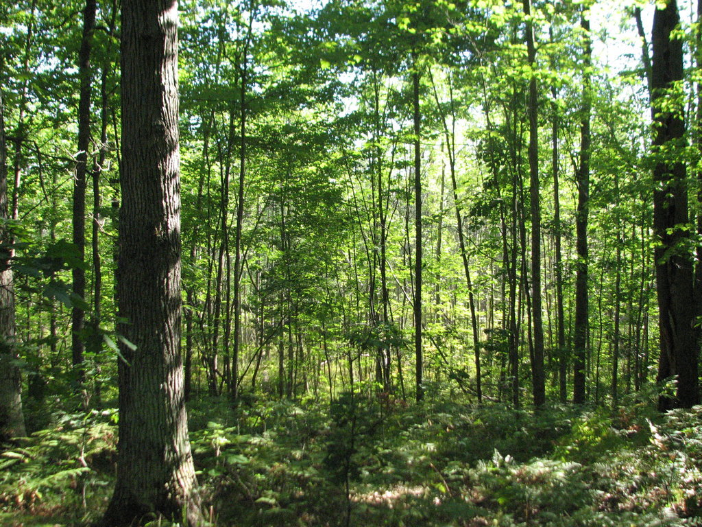 Photo # of Parcel C4, in Surrey Township, Clare County, near Farwell, Michigan