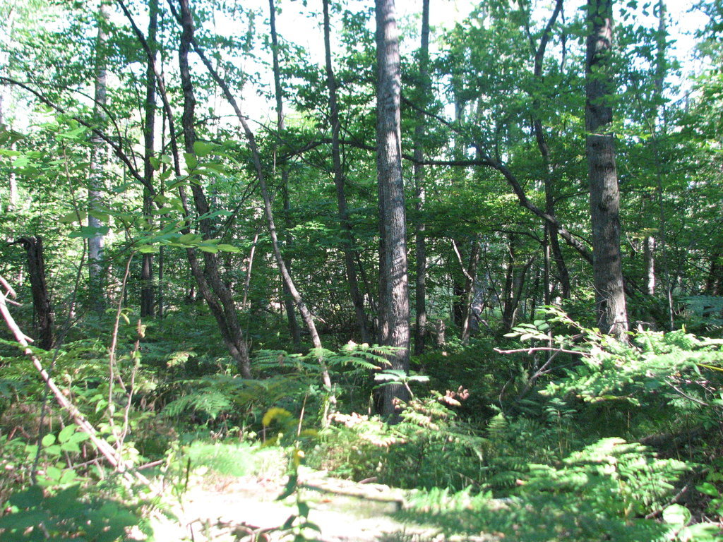 Photo # of Parcel C4, in Surrey Township, Clare County, near Farwell, Michigan