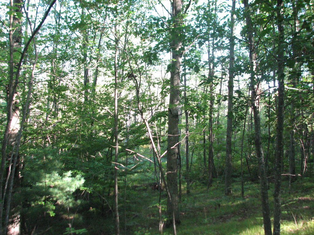 Photo # of Parcel C4, in Surrey Township, Clare County, near Farwell, Michigan
