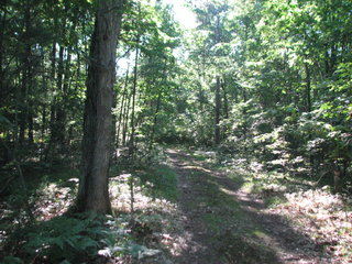 Thumbnail Photo #6 of Parcel C5, in Surrey Township, Clare County, near Farwell, Michigan