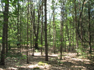 Thumbnail Photo #10 of Parcel F2, in Burdell Township, Osceola County, near Bristol / Tustin, Michigan