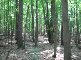 Thumbnail Photo #11 of Parcel F2, in Burdell Township, Osceola County, near Bristol / Tustin, Michigan