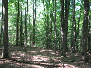 Thumbnail Photo #4 of Parcel F2, in Burdell Township, Osceola County, near Bristol / Tustin, Michigan