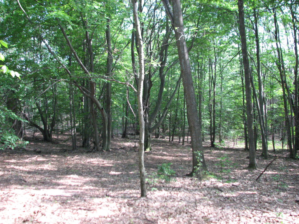 Photo # of Parcel J1, in Ellsworth Township, Lake County, near Luther, Michigan