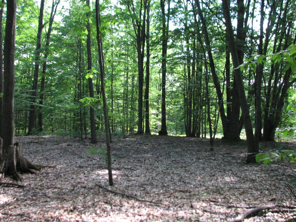 Photo # of Parcel J1, in Ellsworth Township, Lake County, near Luther, Michigan