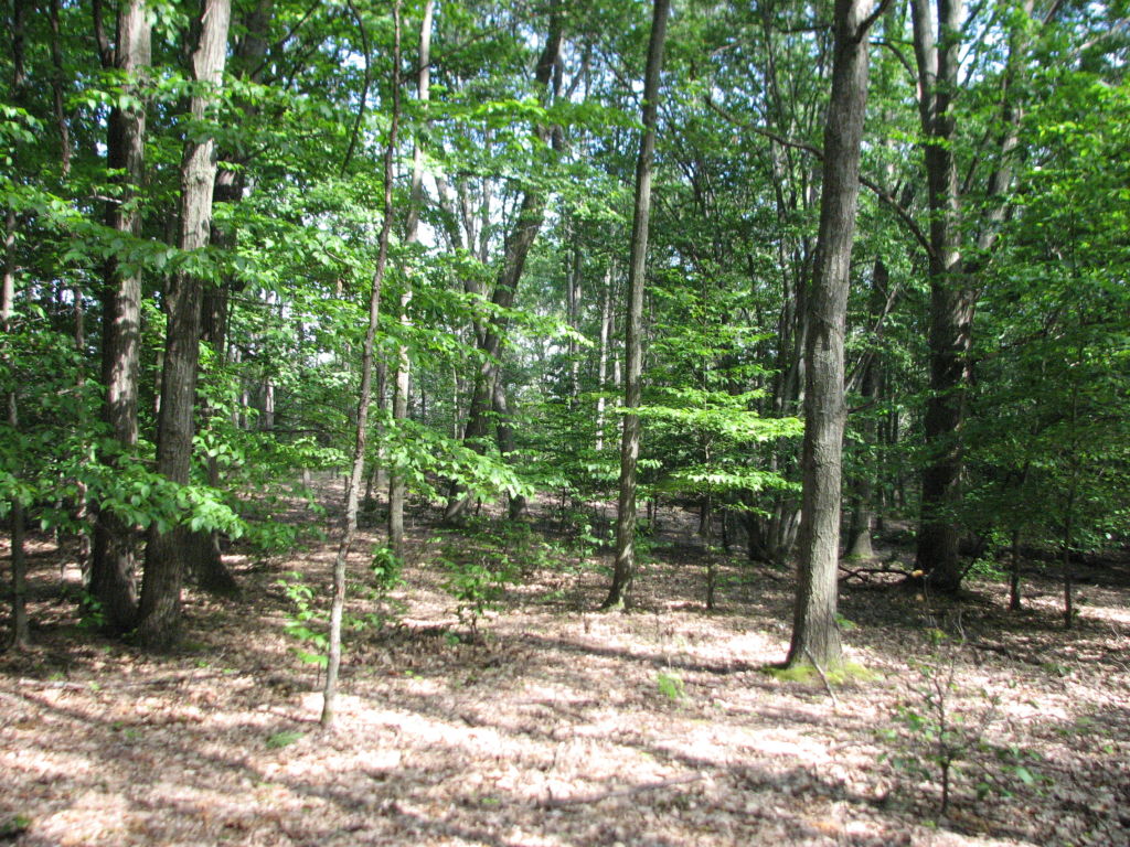 Photo # of Parcel J1, in Ellsworth Township, Lake County, near Luther, Michigan