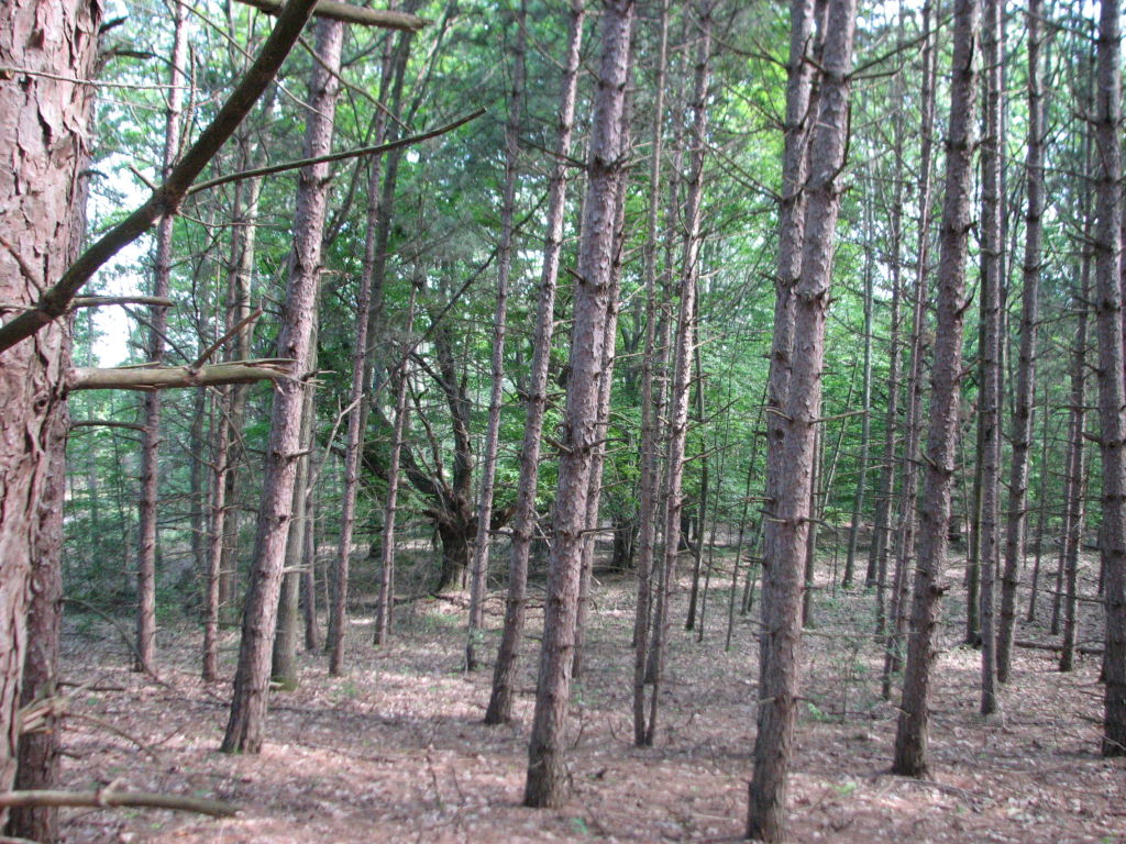 Photo # of Parcel J1, in Ellsworth Township, Lake County, near Luther, Michigan