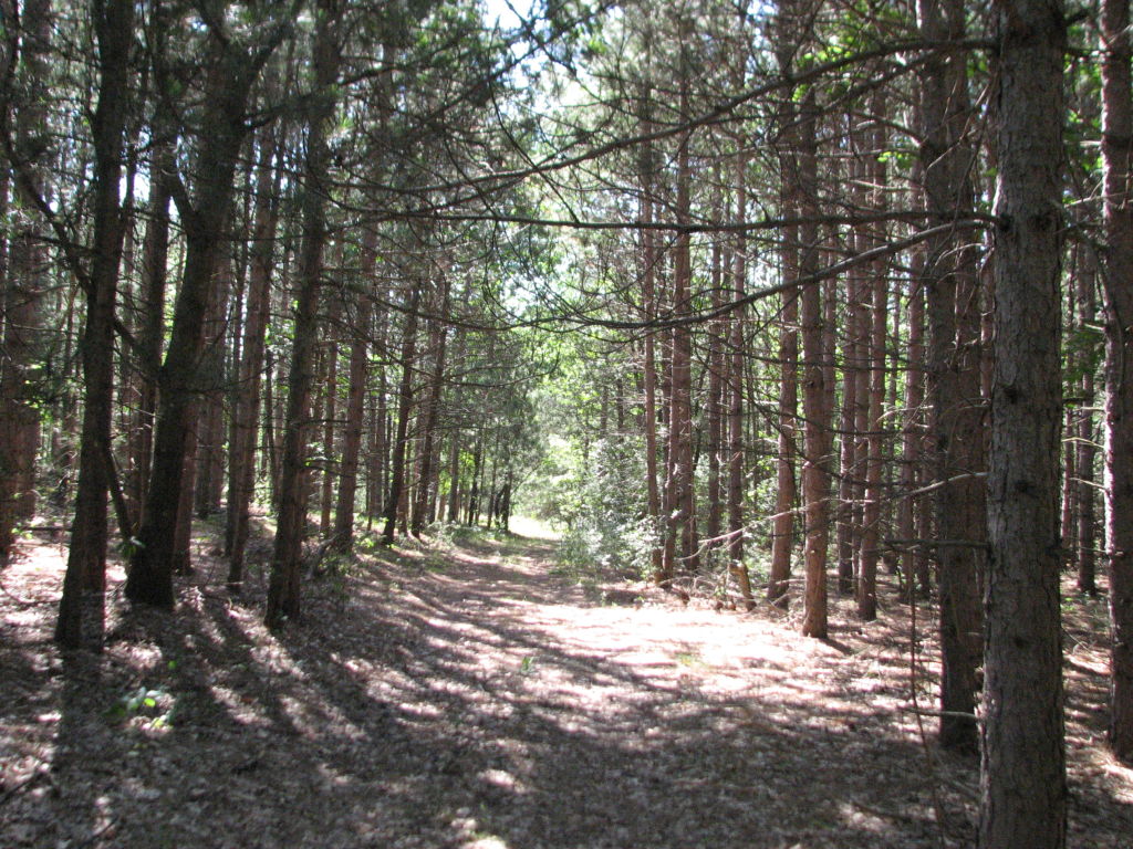 Photo # of Parcel J1, in Ellsworth Township, Lake County, near Luther, Michigan