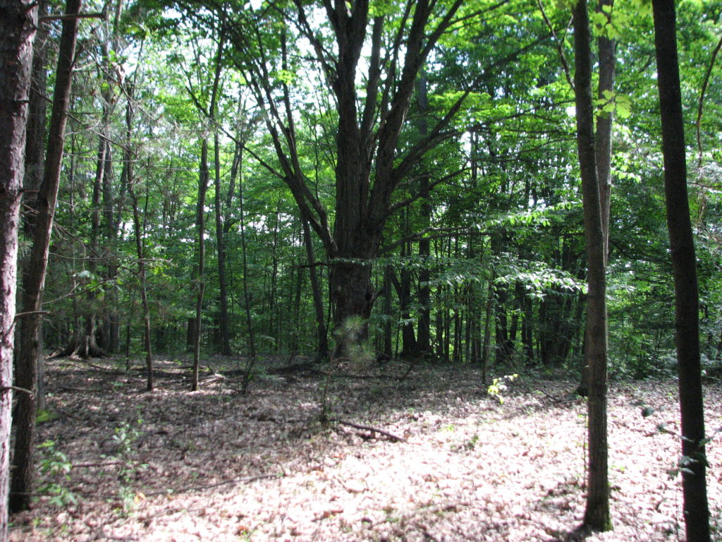 Photo # of Parcel J1, in Ellsworth Township, Lake County, near Luther, Michigan