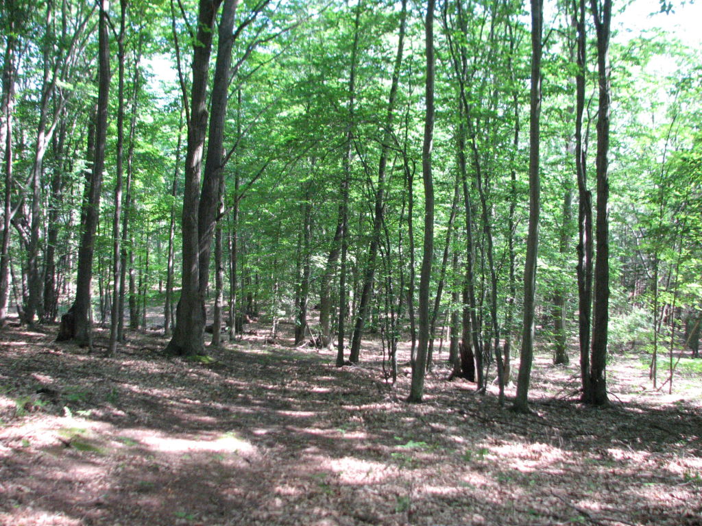 Photo # of Parcel J1, in Ellsworth Township, Lake County, near Luther, Michigan
