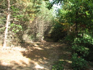 Thumbnail Photo #10 of Parcel K1, in Rose Lake Township, Osceola County, near Leroy, Michigan