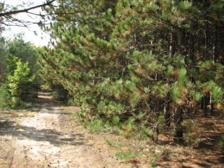 Thumbnail Photo #11 of Parcel K1, in Rose Lake Township, Osceola County, near Leroy, Michigan