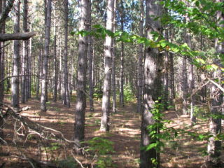 Thumbnail Photo #12 of Parcel K1, in Rose Lake Township, Osceola County, near Leroy, Michigan