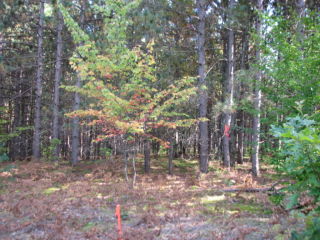 Thumbnail Photo #15 of Parcel K1, in Rose Lake Township, Osceola County, near Leroy, Michigan