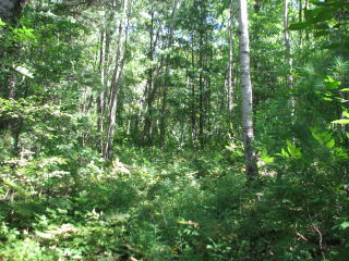 Thumbnail Photo #10 of Parcel N9, in Leroy Township, Osceola County, near Le Roy, Michigan