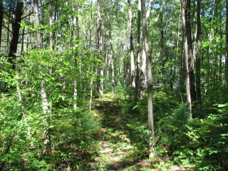 Thumbnail Photo #12 of Parcel N9, in Leroy Township, Osceola County, near Le Roy, Michigan