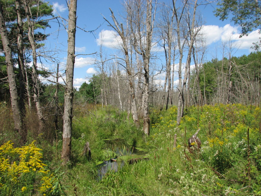 Photo # of Parcel N9, in Leroy Township, Osceola County, near Le Roy, Michigan