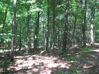 Thumbnail Photo #10 of Parcel P1, in Ellsworth Township, Lake County, near Luther, Michigan