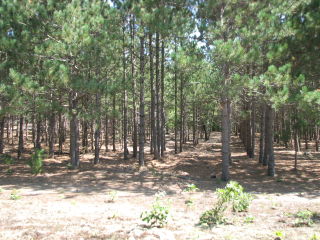 Thumbnail Photo #4 of Parcel P1, in Ellsworth Township, Lake County, near Luther, Michigan