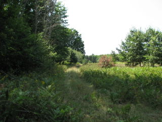 Thumbnail Photo #10 of Parcel P5, in Ellsworth Township, Lake County, near Luther, Michigan