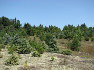 Thumbnail Photo #3 of Parcel P5, in Ellsworth Township, Lake County, near Luther, Michigan