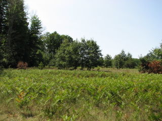 Thumbnail Photo #4 of Parcel P5, in Ellsworth Township, Lake County, near Luther, Michigan